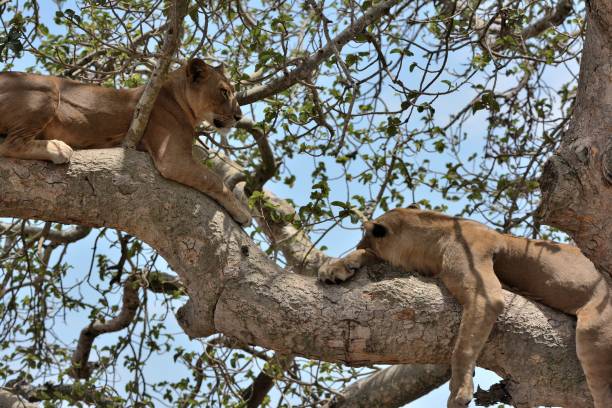 istock Tree lions, Queen Elizabeth National Park, Uganda 855587574