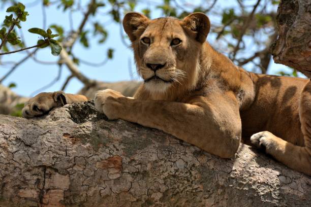 istock Tree lions, Queen Elizabeth National Park, Uganda 855587662