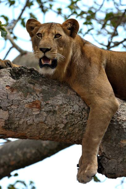 istock Tree lions, Queen Elizabeth National Park, Uganda 855587848