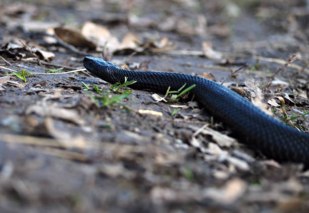 istock Black snake at the forest at leaves creeps forward 855587892