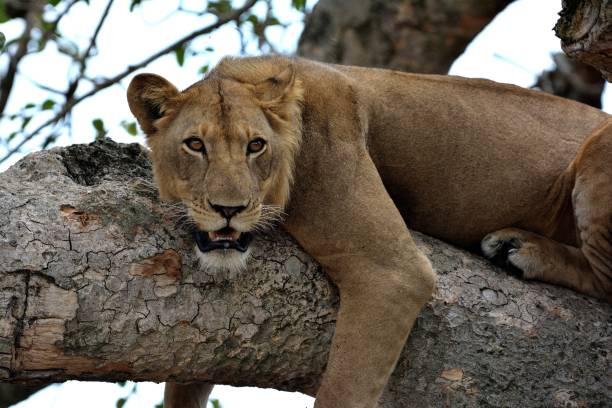 istock Tree lions, Queen Elizabeth National Park, Uganda 855587894