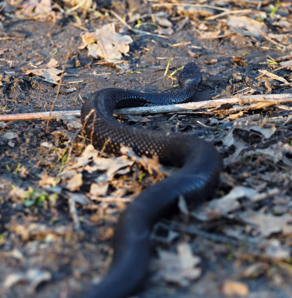 istock Black dangerous snake at forest at the leaves vertical 855590664