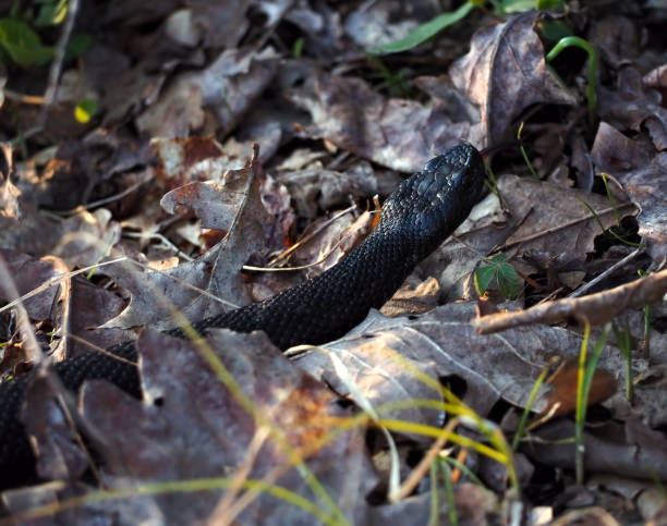 istock Black dangerous snake at the forest on leaves ready to atack 855591026