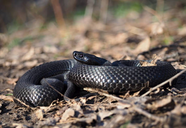 istock Black snake at the forest at the leaves  view from right side 855591392