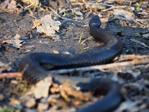istock Black dangerous snake at forest at the leaves 855591672