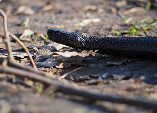 istock Black snake at the forest at leaves creeps 855593948