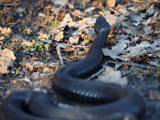 Photo of Black dangerous  snake at the forest at leaves