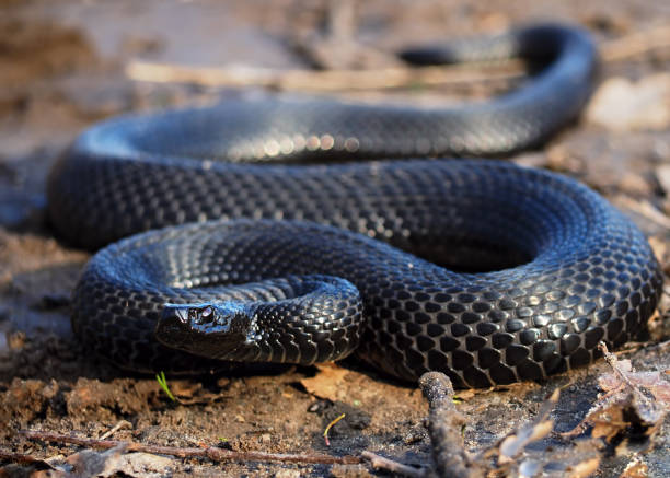 istock Black snake at the forest at leaves creeps to camera 855594096