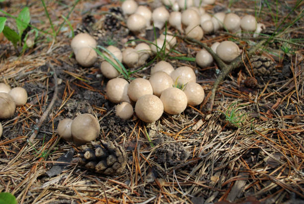 istock Lycoperdon pyriforme, commonly known as the pear-shaped puffball or stump puffball. 855594238