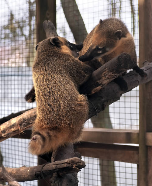 istock Nosuh couple playing at the tree 855594998