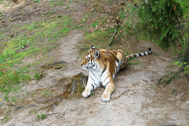 istock tiger in a wildlife enclosure 855597194