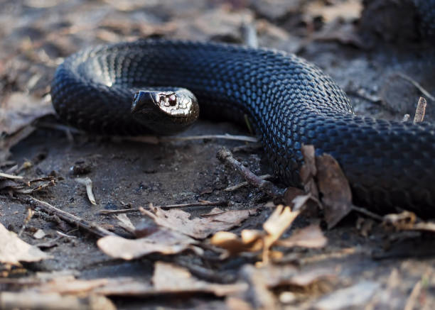 istock Black snake at the forest at leaves creeps and looking at camera 855597252