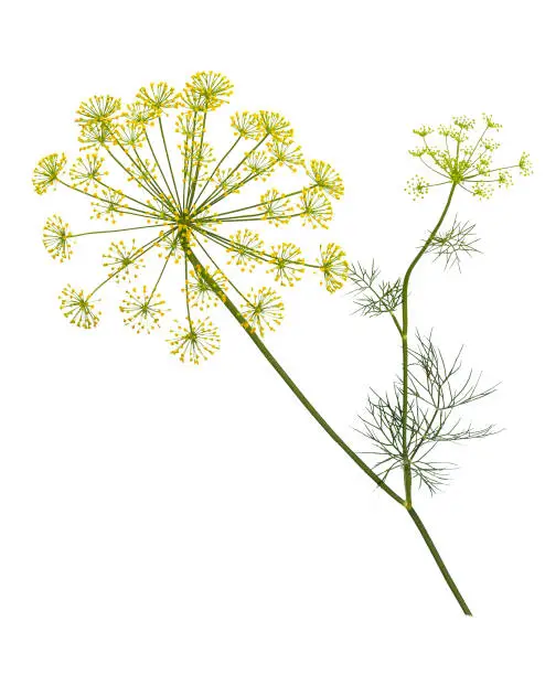 Branch of fresh green dill herb leaves isolated on white background.  Flowering plant dill.
