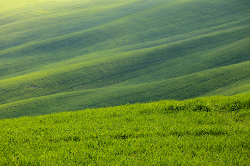 green waves. typical Tuscan landscape - view of a hill, lone tree on the slope and green fields at sunny day. province of Siena. Tuscany, Italy