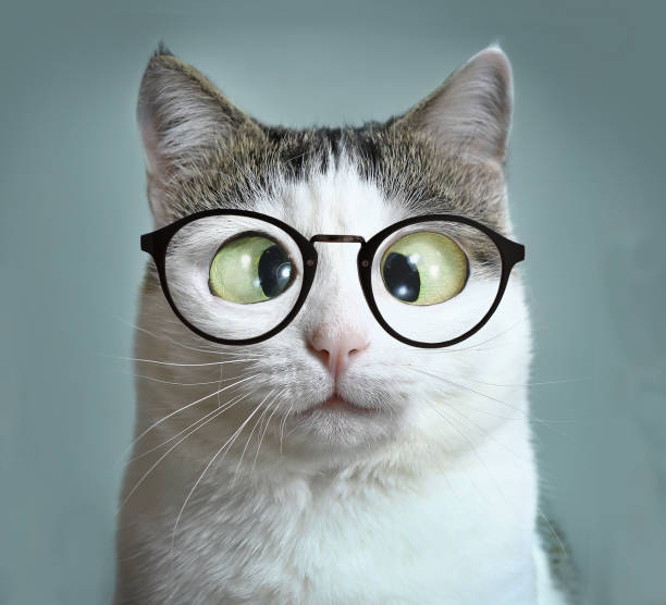 istock cute cat in myopia glasses squinting close up funny portrait 855597822