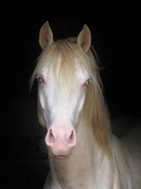 istock Stallion at the Stable Door 855600096