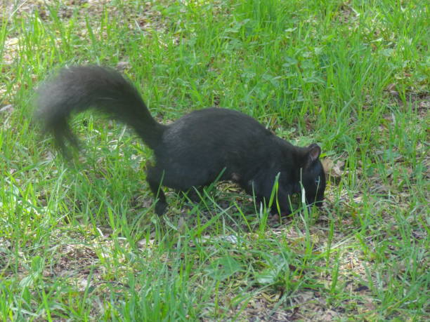 istock A squirrel in park of Toronto 855600416