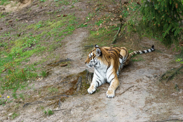 istock tiger in a wildlife enclosure 855600506