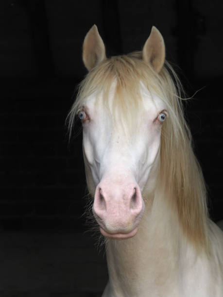 istock Stallion at the Stable Door 855603228