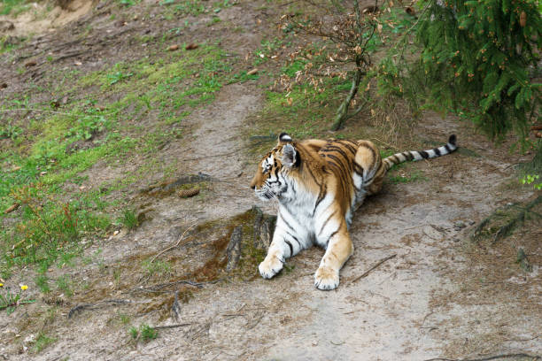 istock tiger in a wildlife enclosure 855603942
