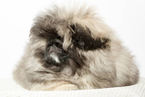 istock Pekingese puppy on white background 855605376