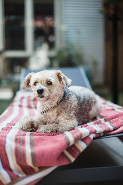 istock Yorkshire dog sitting on a beach towel 855608086