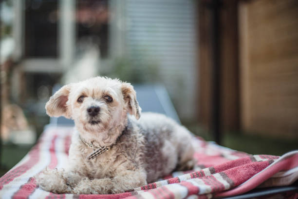 istock Yorkshire dog sitting on a beach towel 855608146