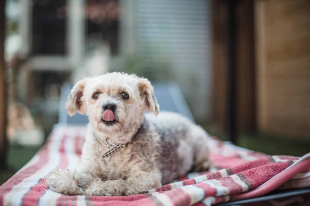 Yorkshire dog sitting on a beach towel