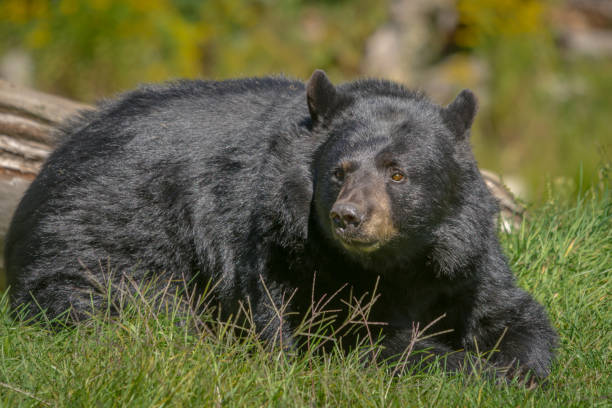 istock Black bear enjoying the summer sun 855608420