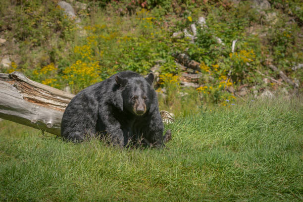 istock Black bear enjoying the summer sun 855608428