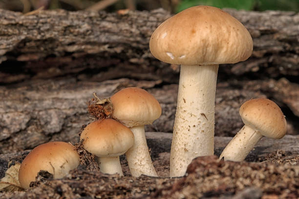Poisonous mushrooms (Hypholome in tufts) Young poisonous fungi (Hypholome in tuft) on the stump of a dead tree lying on the ground - France. staphylococcal enterotoxicosis stock pictures, royalty-free photos & images