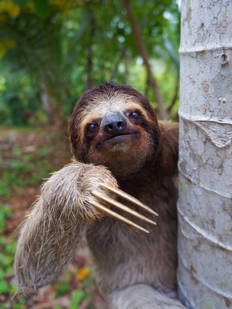 istock Portrait of Brown-Throated sloth on a tree 855612006
