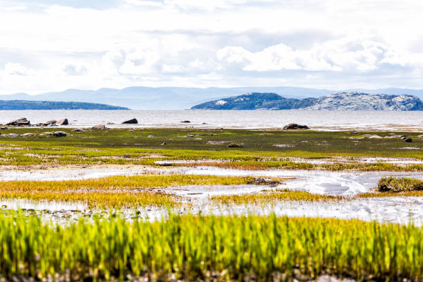 saint lawrence river beach in kamouraska, quebec, canada with grass, shallow water and puddles, and large rock boulders - lawrence quebec canada north america imagens e fotografias de stock