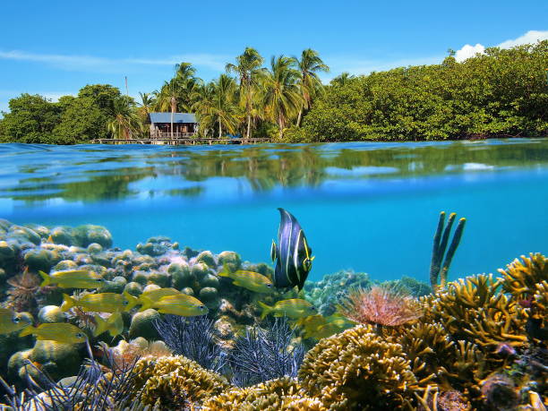 シースケープ サンゴ礁と熱帯海岸 - under the surface ストックフォトと画像