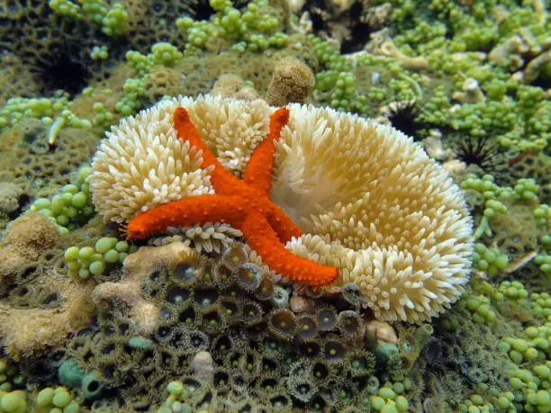 Underwater comet sea star on a sun anemone in shallow water