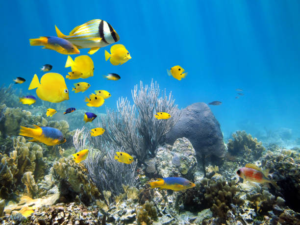 barriera corallina sottomarina con scuola di pesci - sea life sea reef animal foto e immagini stock
