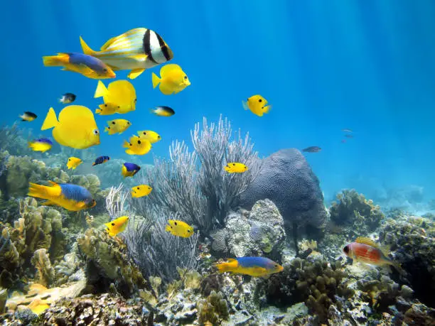 Photo of Underwater coral reef with school of fish