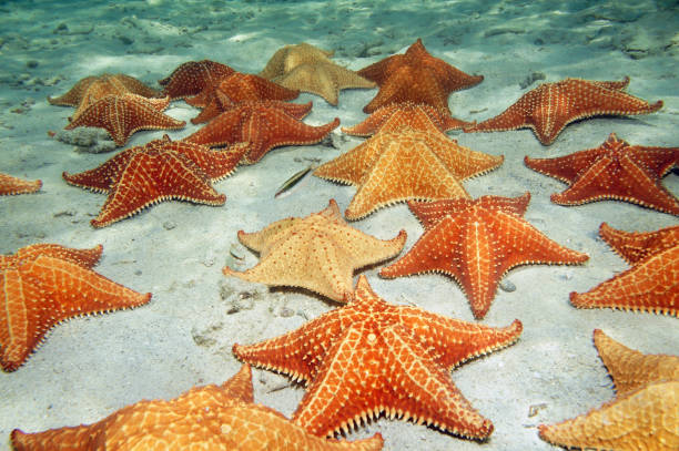 istock Sea stars on sandy ocean floor 855617358
