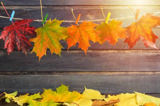 istock Autumn concept design with copy space with maple leaves and sunlight 855617650