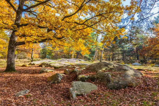 Beautiful fall landscape with colorful trees and rocks located in Fontainebleau Forest in Central France.