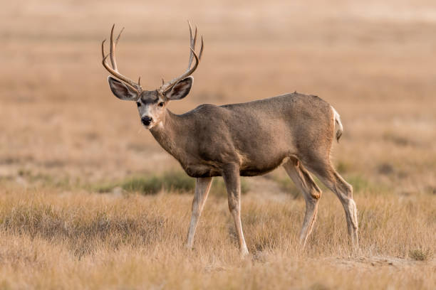 Mule Deer Buck stock photo