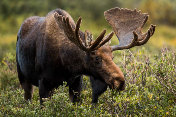 alces de bull de colorado - alce macho fotografías e imágenes de stock