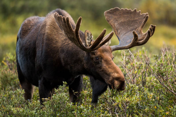 colorado bull moose - orignal mâle photos et images de collection