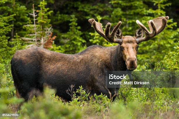 Photo libre de droit de Colorado Bull Moose banque d'images et plus d'images libres de droit de Colorado - Colorado, Forêt, Forêt Nationale