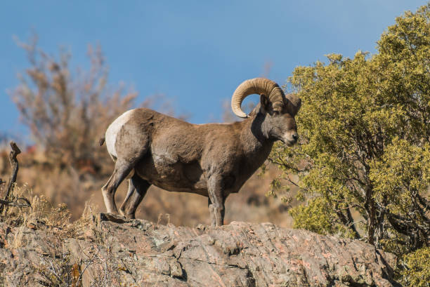 istock Rocky Mountain Bighorn Sheep 855622052