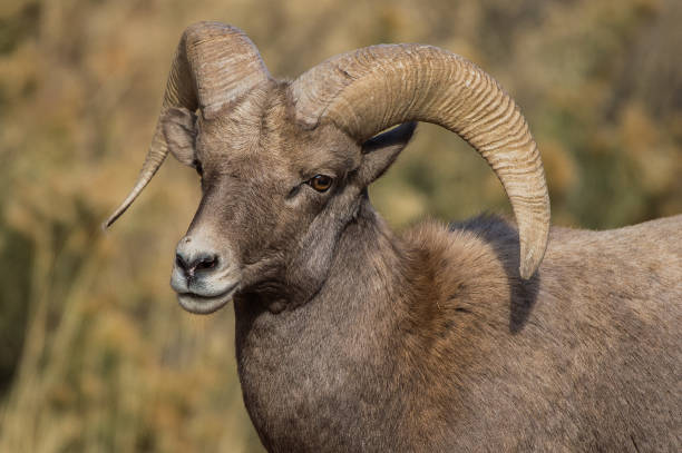 istock Rocky Mountain Bighorn Sheep 855622262