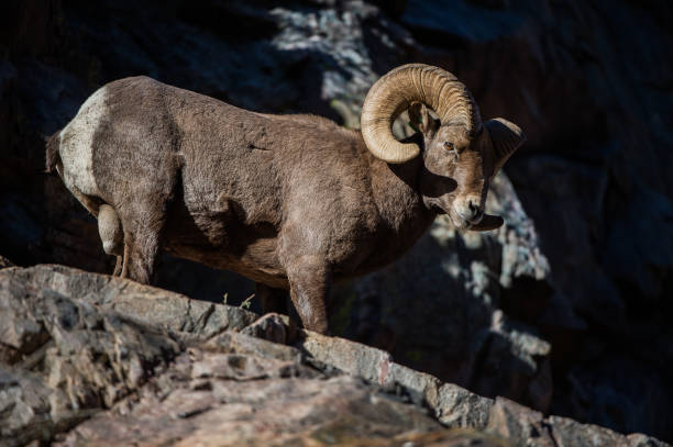 istock Rocky Mountain Bighorn Sheep 855622506