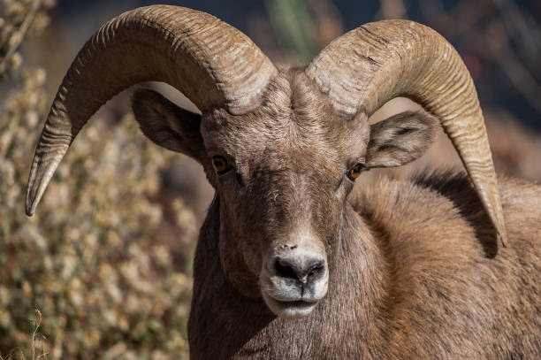 istock Rocky Mountain Bighorn Sheep 855624642