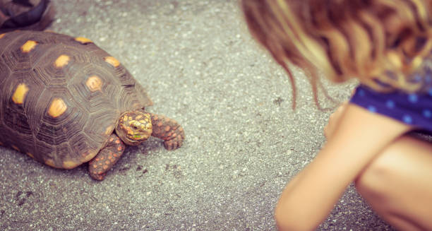 istock Animal Interaction, girl and turtle 855628740