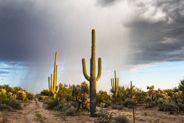 Arizona desert landscape with Saguaro cactus and rain.